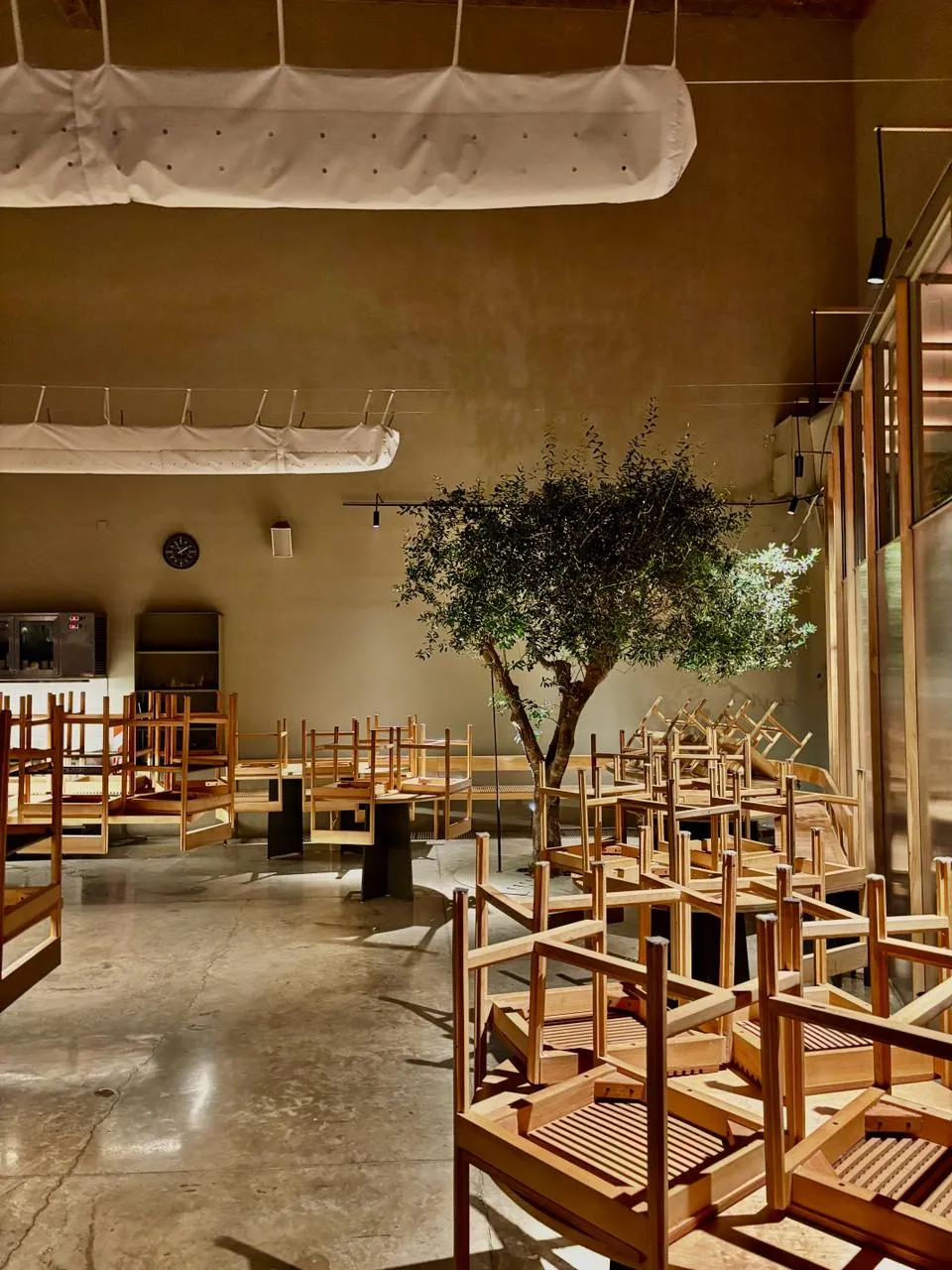 Salón de NESS de día, con el olivo y los techos altos de la antigua sodería